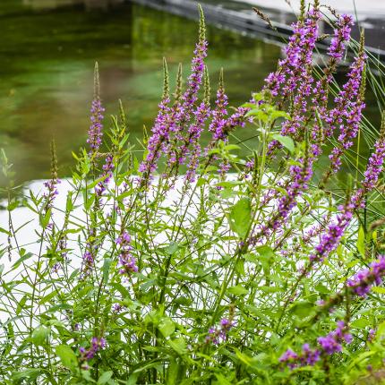 Tuin eigenzinnige, strakke villa